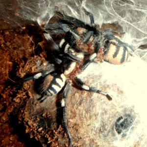 Pairing (Breeding) Cyriocosmus ritae (Peruvian Dwarf Black & White)