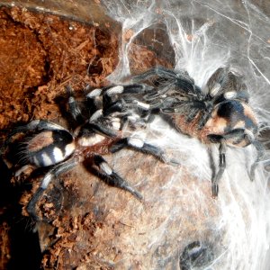 Pairing (Breeding) Cyriocosmus ritae (Peruvian Dwarf Black & White)