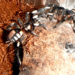 Pairing (Breeding) Cyriocosmus ritae (Peruvian Dwarf Black & White)