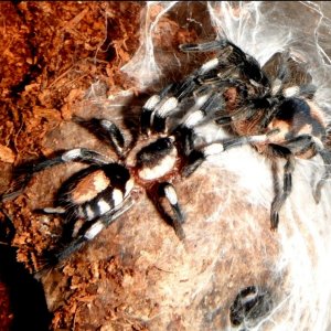 Pairing (Breeding) Cyriocosmus ritae (Peruvian Dwarf Black & White)