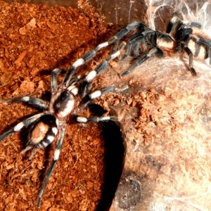 Pairing (Breeding) Cyriocosmus ritae (Peruvian Dwarf Black & White)