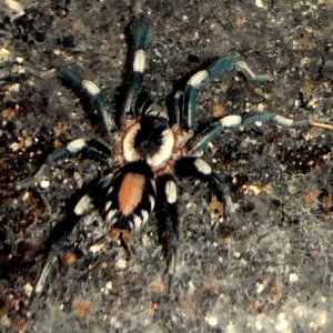 Pairing (Breeding) Cyriocosmus ritae (Peruvian Dwarf Black & White)