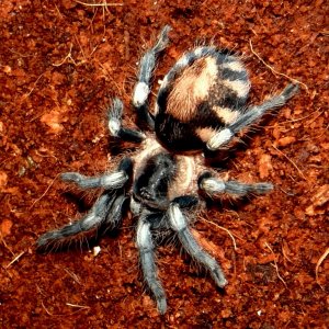 Pairing (Breeding) Cyriocosmus ritae (Peruvian Dwarf Black & White)