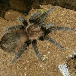 B.albopilosum