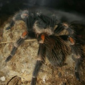 B.auratum