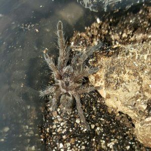 Ceratogyrus brachycephalus WT #1