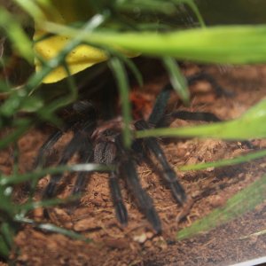 C.cyaneopubescens (M) April 20 2017