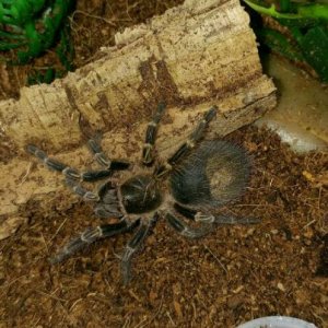 G.pulchripes.