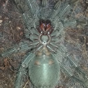 Theraphosa blondi  (ready to moult) ☺