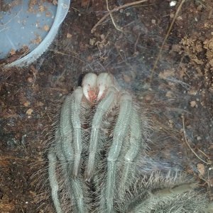 Theraphosa blondi  (nearly done)