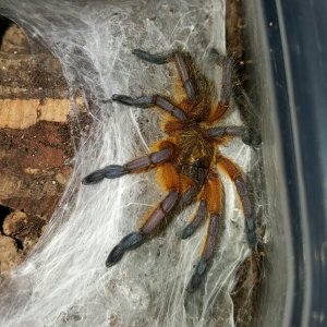 Harpactira pulchripes #1