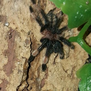 Psalmopoeus irminia #1