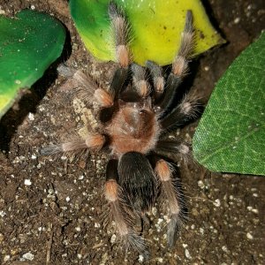 Brachypelma smithi #1