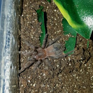 Pterinopelma sazimai #1