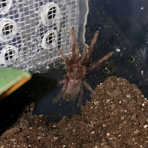 Pterinopelma sazimai #2