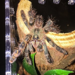 P ornata "Hissy"