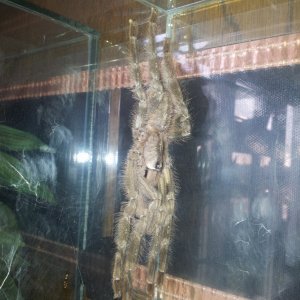 Lugosi.... MM P regalis