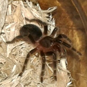 Grammostola pulchra