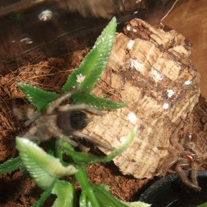 Brachypelma smithi - Nevado