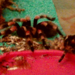 B smithi