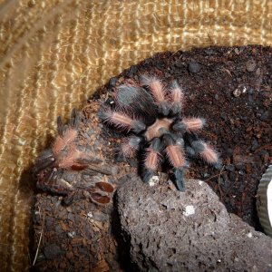 2.25" Brachypelma emilia