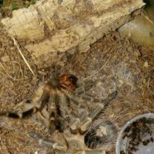 G.pulchripes freshly molted.