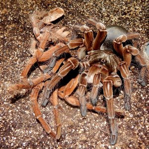 MF Rose Merta - Theraphosa stirmi (Burgandy Goliath Birdeater )