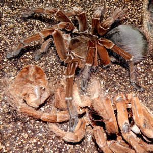 MF Rose Merta - Theraphosa stirmi (Burgandy Goliath Birdeater )