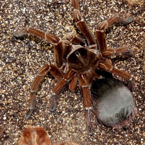 MF Rose Merta - Theraphosa stirmi (Burgandy Goliath Birdeater )