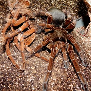 MF Rose Merta - Theraphosa stirmi (Burgandy Goliath Birdeater )