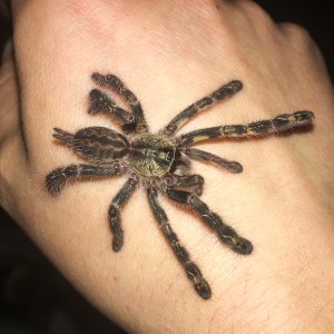 P ornata "Hissy"