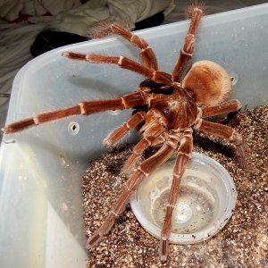 MM Angus - Theraphosa stirmi (Burgandy Goliath Birdeater )