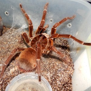 MM Angus - Theraphosa stirmi (Burgandy Goliath Birdeater )