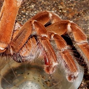 MM Angus - Theraphosa stirmi (Burgandy Goliath Birdeater )