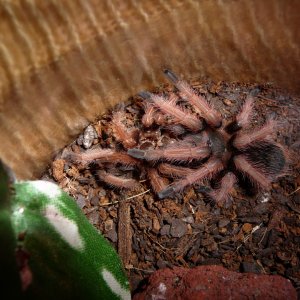 Brachypelma klaasi; 1.75" DLS