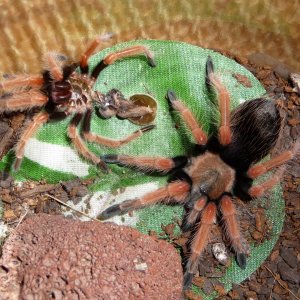 Brachypelma boehmei; 1.75" DLS