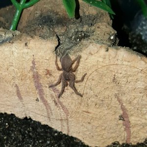 Chilobrachys sp cambodian blue #1