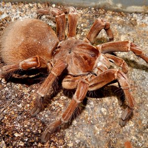 MF Anu - Theraphosa stirmi (Burgandy Goliath Birdeater )