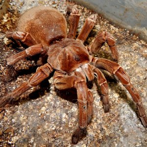 MF Anu - Theraphosa stirmi (Burgandy Goliath Birdeater )