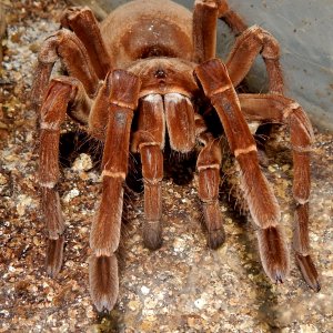 MF Anu - Theraphosa stirmi (Burgandy Goliath Birdeater )