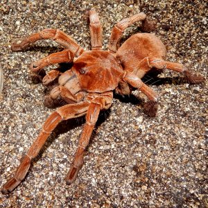 IM  Axel - Theraphosa stirmi (Burgandy Goliath Birdeater )