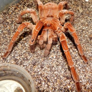 IM  Axel - Theraphosa stirmi (Burgandy Goliath Birdeater )