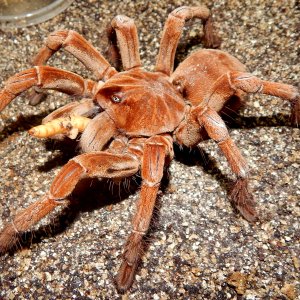 IM  Axel - Theraphosa stirmi (Burgandy Goliath Birdeater )