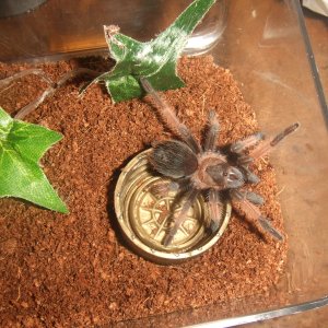 Brachypelma emilia - Chiquito