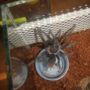 Phormictopus sp. full green - Guaba