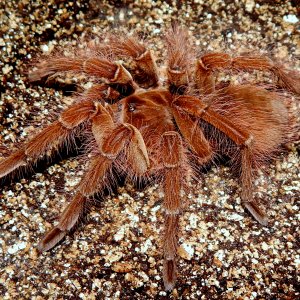 I.M. Athelstan - Theraphosa blondi (Goliath Birdeater)