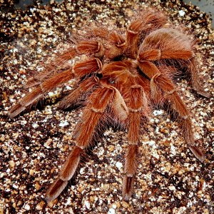 I.M. Athelstan - Theraphosa blondi (Goliath Birdeater)