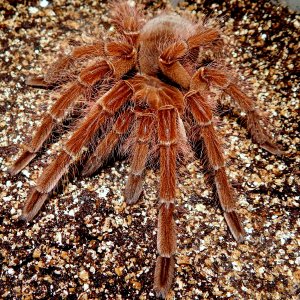 I.M. Athelstan - Theraphosa blondi (Goliath Birdeater)