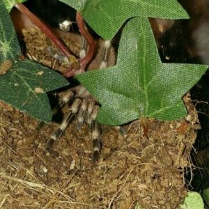 N.chromatus hiding.