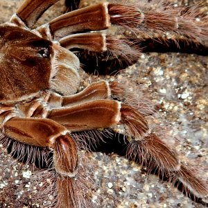 MF Lagertha - Theraphosa blondi (Goliath Birdeater)